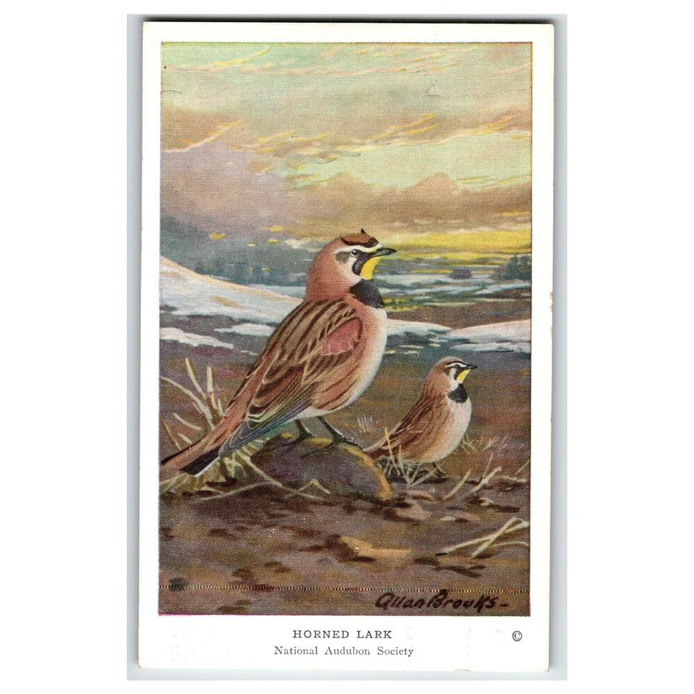 Allan Brooks Horned Lark Bird Postcard Audubon Society Winter Birds #26